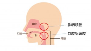 鼻咽腔など２